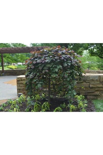 Церцис канадський Рубі Фолс